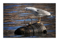 Larus argentat&hellip;