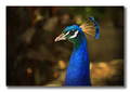 Pavo cristatus&hellip;