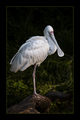 Platalea Alba &hellip;