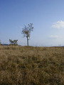 Samac