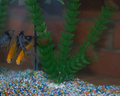 ribice