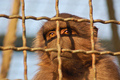 prisoner for l&hellip;