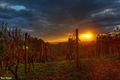 Vinograd u sum&hellip;