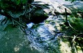 Deep in a rabb&hellip;