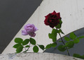 Romeo i Julija