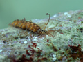 Amblyosyllis f&hellip;
