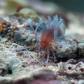Amphiduros fus&hellip;