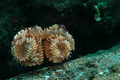 Bispira voluta&hellip;