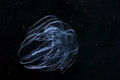 Bolinopsis vit&hellip;