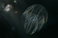 Bolinopsis vit&hellip;