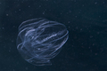 Bolinopsis vit&hellip;