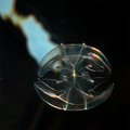 Bolinopsis vit&hellip;