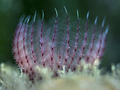 Branchiomma lu&hellip;