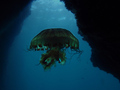Chrysaora hyso&hellip;
