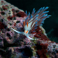 Cratena peregr&hellip;