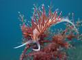 Cratena peregr&hellip;