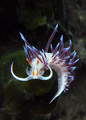 Cratena peregr&hellip;