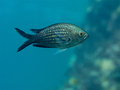 Crnej (Chromis&hellip;