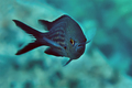 Crnej (Chromis&hellip;