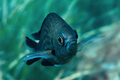 Crnej (Chromis&hellip;