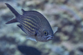 Crnej (Chromis&hellip;