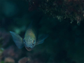 Crnej (Chromis&hellip;