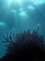 Crvena alga (A&hellip;