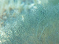 Crvena alga (C&hellip;
