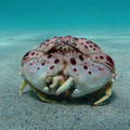 Crvenopjegava &hellip;