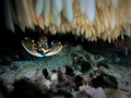 Hlap (Homarus &hellip;