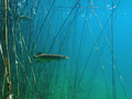 Štuka (Esox lu&hellip;