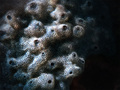Diplosoma spon&hellip;