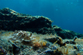 Dendrodoris gr&hellip;