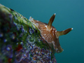 Dendrodoris gr&hellip;