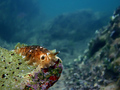 Dendrodoris gr&hellip;