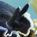 Dendrodoris li&hellip;