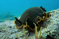 Dendrodoris li&hellip;