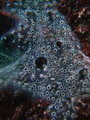 Diplosoma spon&hellip;