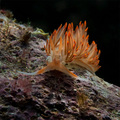 Dondice banyul&hellip;