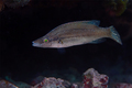 Dugonoska (Sym&hellip;
