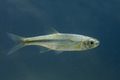 Dvoprugasta uk&hellip;