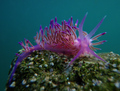 Flabellina aff&hellip;
