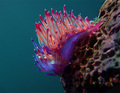 Flabellina aff&hellip;