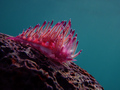 Flabellina aff&hellip;