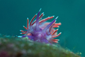 Flabellina isc&hellip;