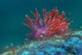 Flabellina isc&hellip;