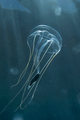 Geryonia probo&hellip;