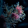 Flabellina ped&hellip;