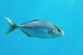 Gof (Seriola d&hellip;
