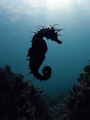 Hippocampus ra&hellip;